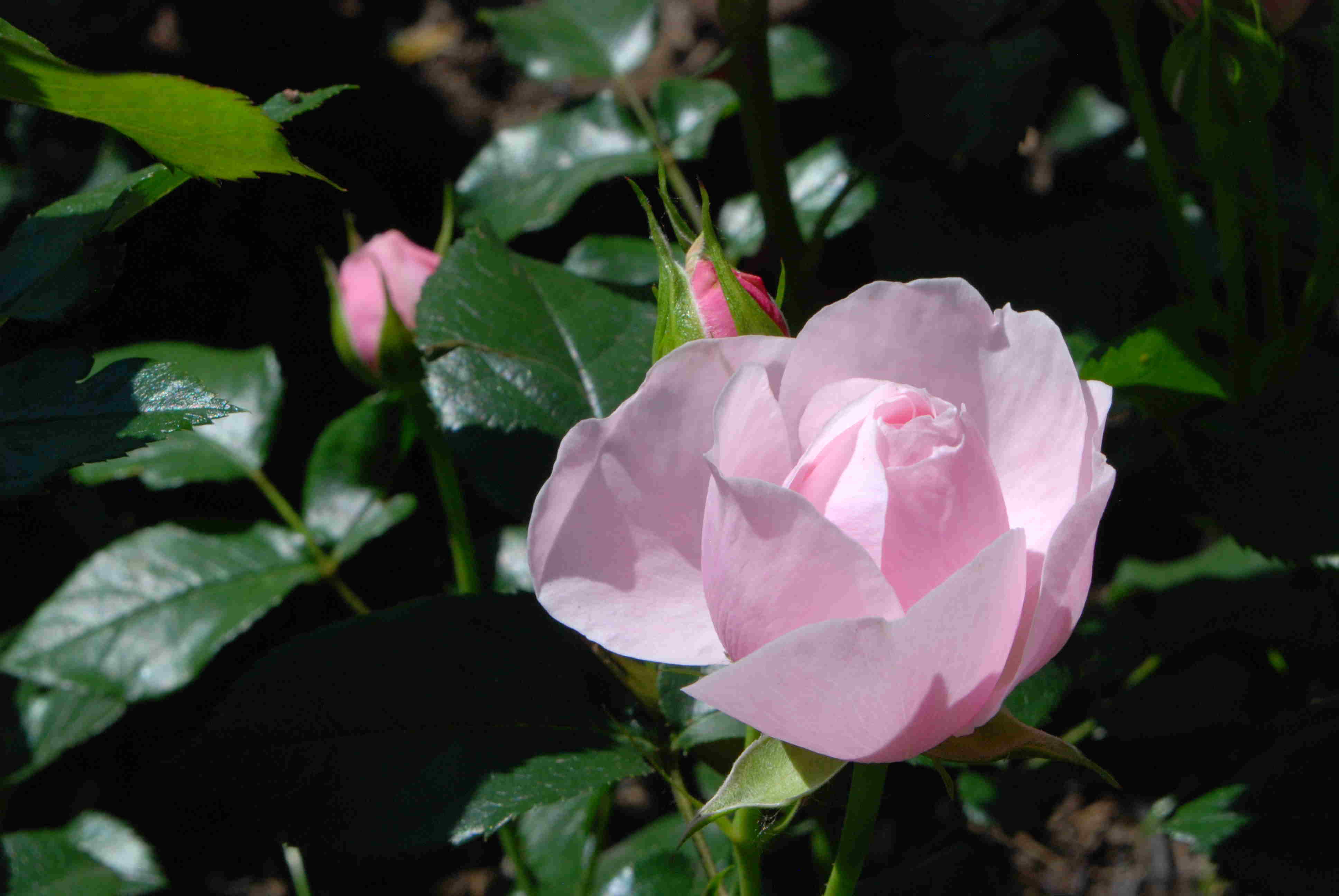 Hans Gönewein Rose